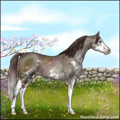 Horse Color:Liver Chestnut Splash 