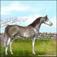 Horse Color:Liver Chestnut Splash 