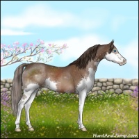 Horse Color:Liver Chestnut Splash