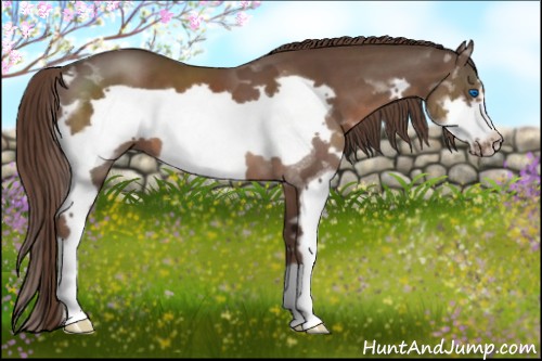 Horse Color:Liver Chestnut Splash Frame 