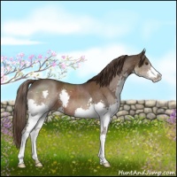 Horse Color:Liver Chestnut Splash 