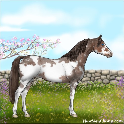 Horse Color:White Spotted Liver Chestnut Splash Frame Rabicano 