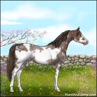 Horse Color:White Spotted Liver Chestnut Splash Frame Rabicano