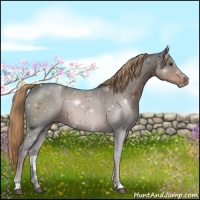 Horse Color:Liver Chestnut Sabino