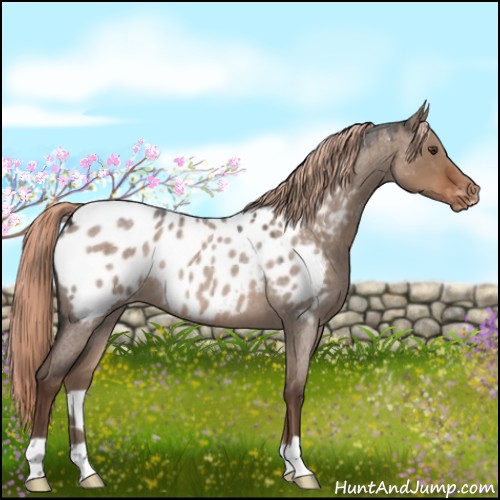 Horse Color:Liver Red Dun Roan Appaloosa 