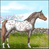 Horse Color:Liver Red Dun Roan Appaloosa 