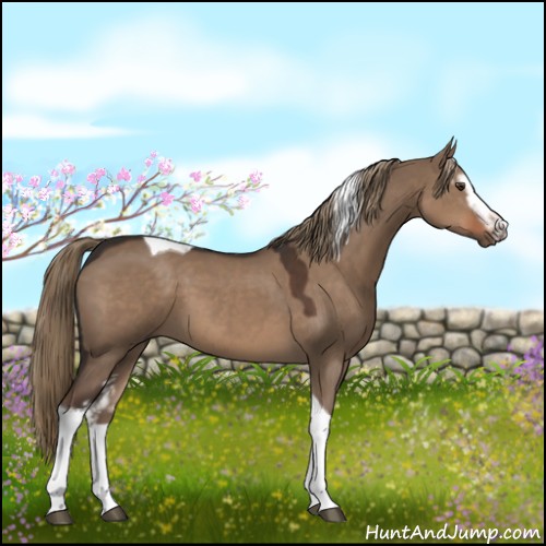 Horse Color:White Spotted Liver Red Dun Tobiano