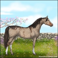 Horse Color:White Spotted Liver Red Dun Sabino 