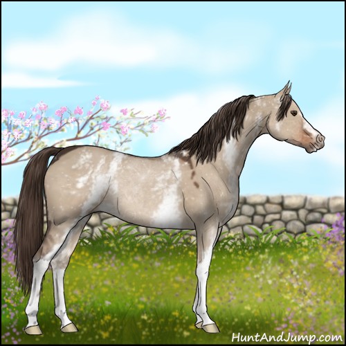 Horse Color:White Spotted Liver Red Dun