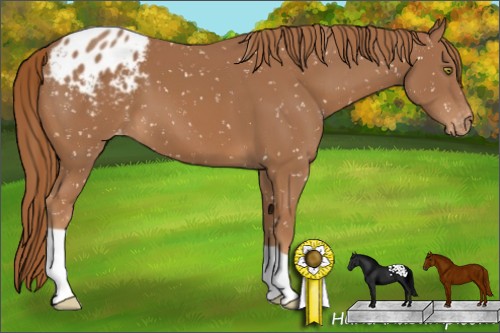 Horse Color:Chestnut Appaloosa 