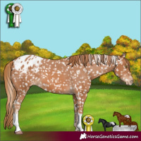 Horse Color:Chestnut Snowflake Varnish 