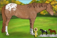 Horse Color:Chestnut Appaloosa
