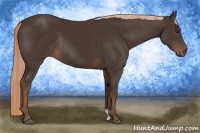 Horse Color:Liver Chestnut Rabicano 