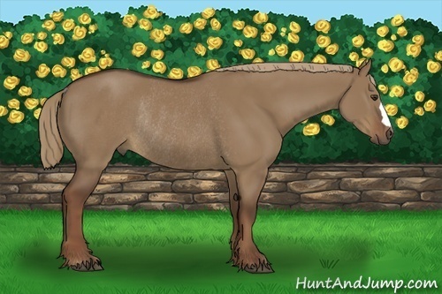 Horse Color:Liver Red Dun Rabicano