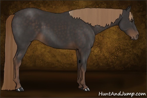 Horse Color:Liver Chestnut Rabicano 
