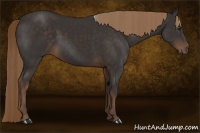 Horse Color:Liver Chestnut Rabicano 
