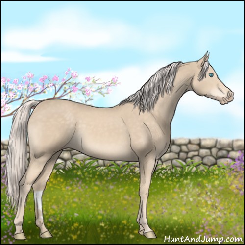 Horse Color:Cremello Sabino 