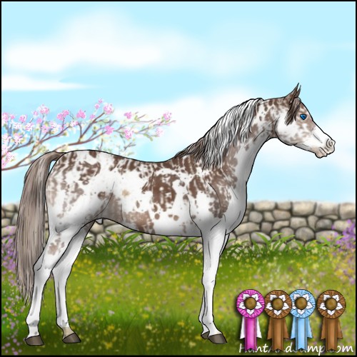 Horse Color:Chocolate Palomino Sabino Splash  and White Spotted Liver Chestnut Splash 