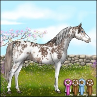Horse Color:Chocolate Palomino Sabino Splash  and White Spotted Liver Chestnut Splash 