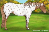 Horse Color:Chestnut Appaloosa