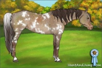 Horse Color:White Spotted Liver Red Dun Appaloosa 