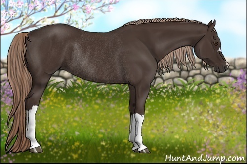 Horse Color:Liver Chestnut Rabicano