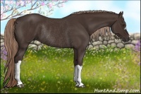 Horse Color:Liver Chestnut Rabicano