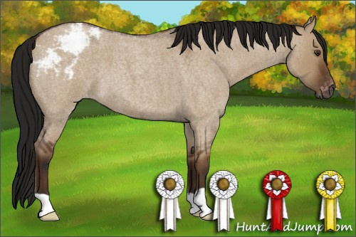 Horse Color:Gray Bay Roan Dun Appaloosa 