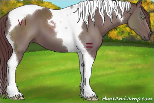 Horse Color:Chocolate Grullo Tobiano