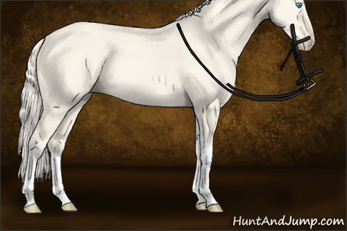 Horse Color:Cremello Dun Tobiano 