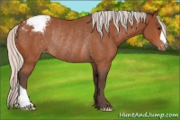 Horse Color:Silver Bay Appaloosa Rabicano