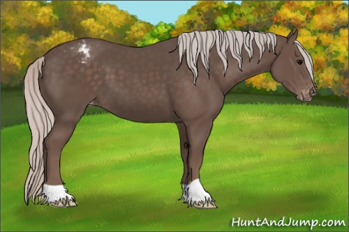 Horse Color:Silver Black Appaloosa