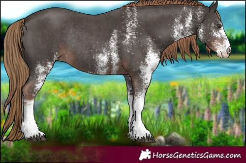 Horse Color:White Spotted Liver Chestnut Rabicano 