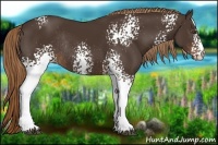 Horse Color:White Spotted Liver Chestnut Rabicano 