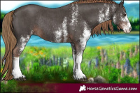 Horse Color:White Spotted Liver Chestnut Rabicano 