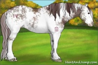 Horse Color:White Spotted Chocolate Black Splash 