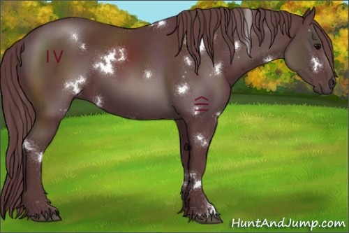 Horse Color:White Spotted Chocolate Black 