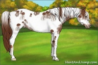 Horse Color:Chestnut Tobiano Frame