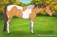 Horse Color:Buckskin Tobiano Appaloosa 