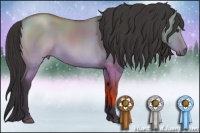 Horse Color:Buckskin Dun 