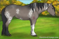 Horse Color:White Spotted Grullo