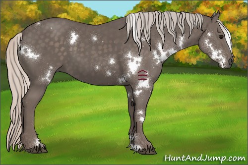 Horse Color:White Spotted Silver Black 