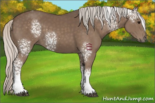 Horse Color:White Spotted Silver Black