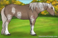 Horse Color:White Spotted Silver Black 