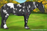 Horse Color:White Spotted Black