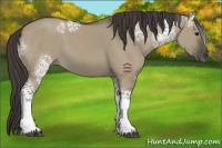 Horse Color:White Spotted Smoky Grullo