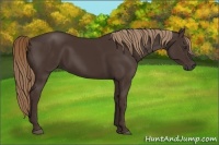 Horse Color:Liver Chestnut Rabicano 