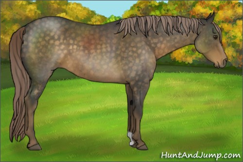 Horse Color:Chocolate Palomino Roan