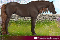 Horse Color:Liver Chestnut Rabicano 