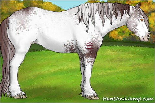 Horse Color:White Spotted Chocolate Black Sabino
